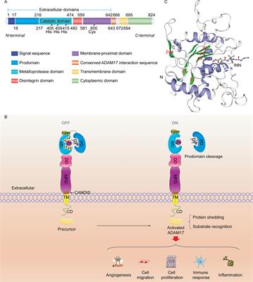 Immunomodulatory role of metalloproteinase ADAM17 in tumor development